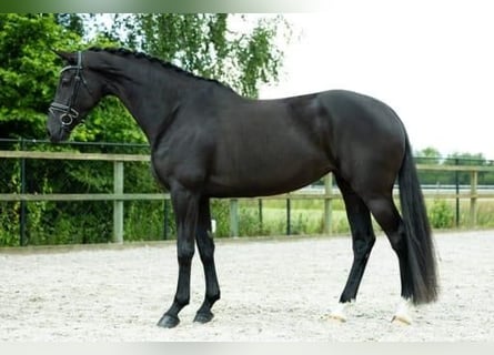 KWPN, Hengst, 5 Jahre, 170 cm, Rappe