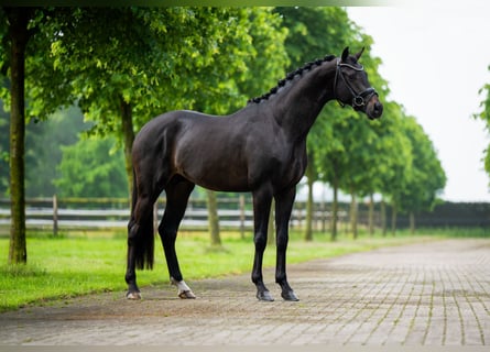 KWPN, Hengst, 5 Jahre, Brauner