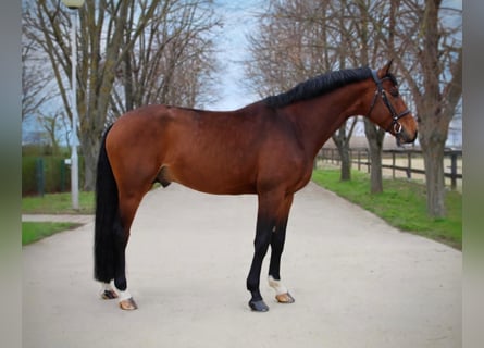 KWPN, Hengst, 6 Jaar, 172 cm, Roodbruin