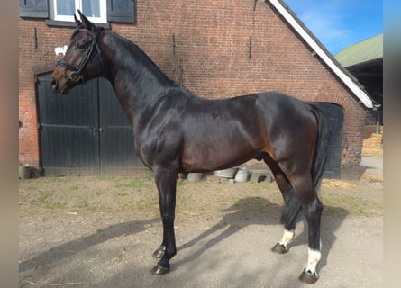 KWPN, Hengst, 6 Jaar, 176 cm, Donkerbruin