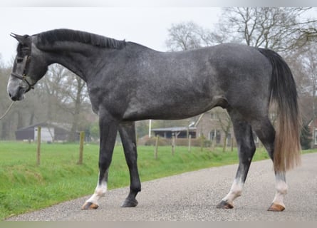 KWPN, Hengst, 7 Jaar, 171 cm, Schimmel