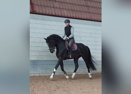 KWPN, Hengst, 7 Jaar, 176 cm, Zwartbruin