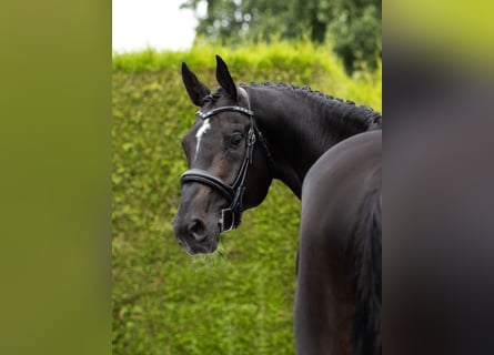 KWPN, Hengst, 8 Jaar, 176 cm, Zwartbruin