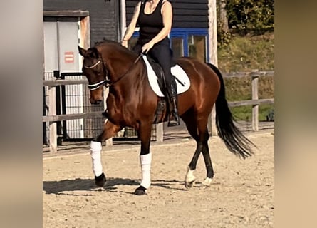 KWPN, Hengst, 9 Jaar, 164 cm