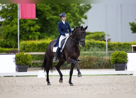 KWPN, Hengst, 9 Jaar, 170 cm, Donkerbruin