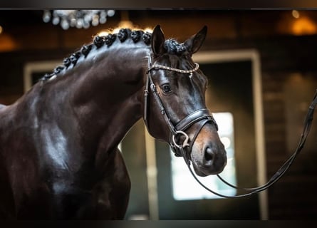 KWPN, Hengst, 9 Jaar, 171 cm, Donkerbruin