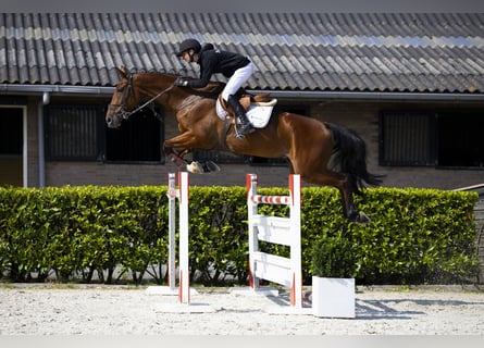 KWPN, Hengst, 9 Jaar, 174 cm, Bruin