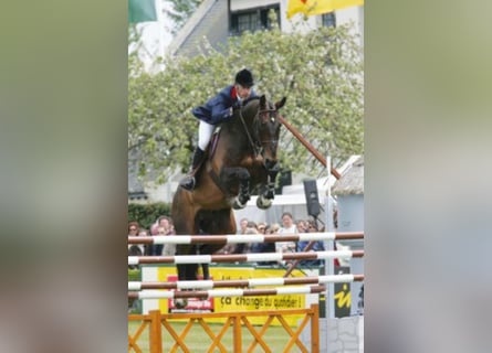 KWPN, Hengst, 33 Jaar, 174 cm, Bruin