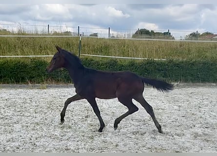 KWPN, Hengst, Fohlen (03/2023), 167 cm