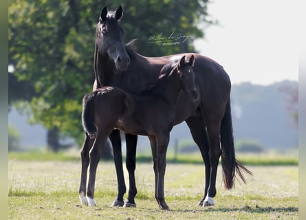 KWPN, Hengst, Fohlen (05/2025), 170 cm, Schwarzbrauner