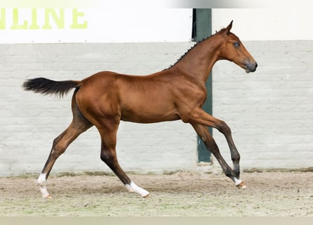 KWPN, Hengst, Fohlen (05/2026), Brauner