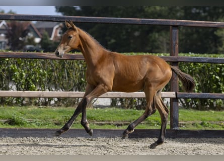 KWPN, Hengst, Fohlen (04/2025), Brauner