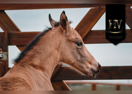 KWPN, Hengst, Fohlen (01/2026), Buckskin