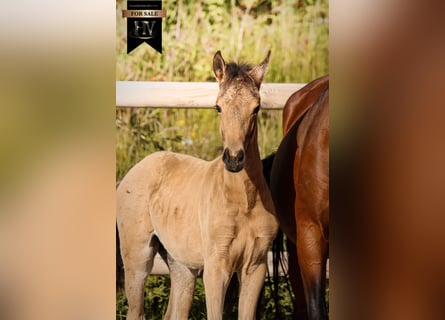 KWPN, Hengst, Fohlen (01/2026), Buckskin