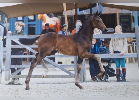 KWPN, Hengst, Fohlen (05/2025)