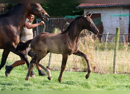 KWPN, Hengst, Fohlen (04/2025)