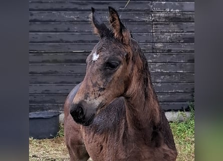 KWPN, Hengst, , Dunkelbrauner