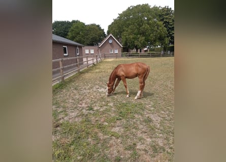 KWPN, Hengst, Fohlen (03/2025), Dunkelfuchs