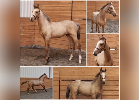 KWPN, Hengst, Fohlen (01/2025), Falbe