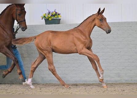 KWPN, Hengst, Fohlen (04/2026), Fuchs