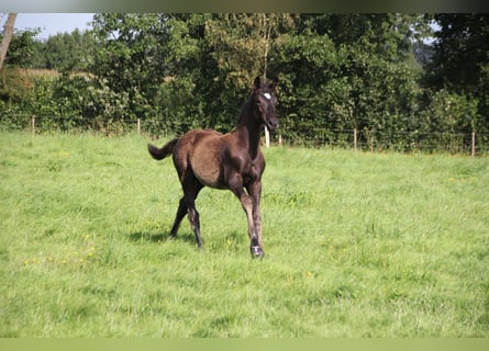 KWPN, Hengst, Fohlen (04/2024), Rappe