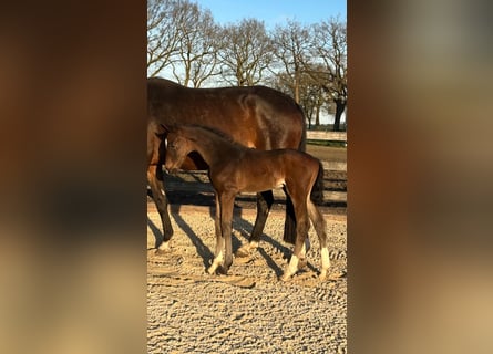 KWPN, Hengst, Fohlen (01/2026), Rappe