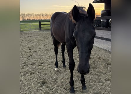 KWPN, Hengst, Fohlen (05/2025), Rappe