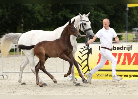 KWPN, Hengst, Fohlen (05/2024), Schimmel