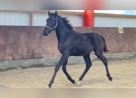 KWPN, Hengst, Fohlen (04/2023), Schwarzbrauner