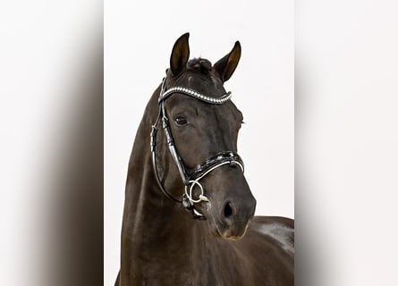 KWPN, Hengst, 2 Jahre, 167 cm, Rappe