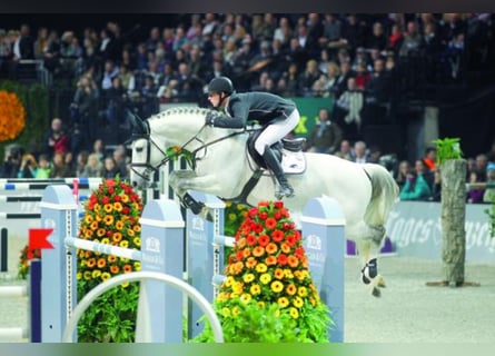 KWPN, Hengst, 24 Jaar, 168 cm, Schimmel