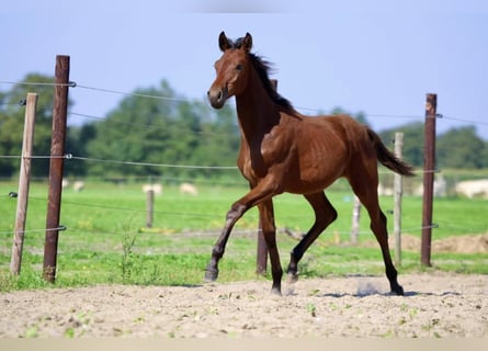 KWPN, Hengst, veulen (03/2024), 170 cm, Bruin