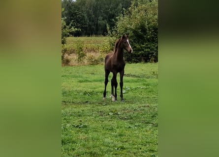 KWPN, Hengst, veulen (04/2024), 170 cm, Donkerbruin