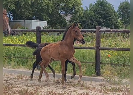 KWPN, Hengst, Veulen (05/2025), Bruin
