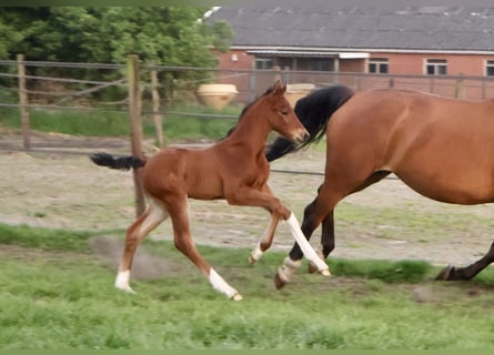 KWPN, Hengst, , Bruin