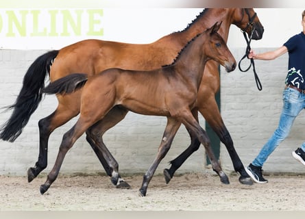 KWPN, Hengst, Veulen (05/2026), Bruin