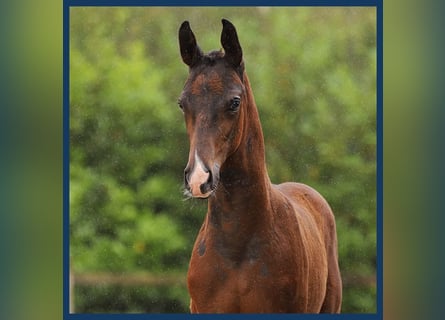 KWPN, Hengst, veulen (01/2024), Donkerbruin