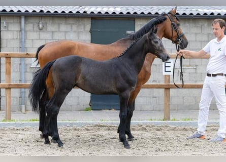 KWPN, Hengst, Veulen (02/2026), Schimmel