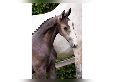 KWPN, Hengst, Veulen (05/2025)