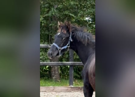 KWPN, Hengst, Veulen (04/2025), Zwart KWPN, Hengst, Veulen (04/2025), Zwart