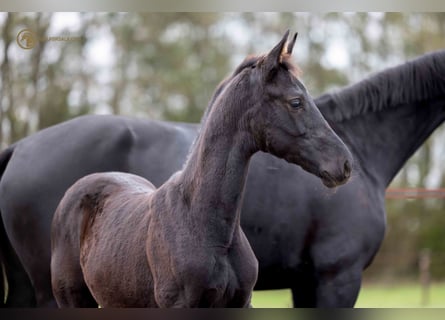 KWPN, Hengst, veulen (07/2023), Zwartbruin