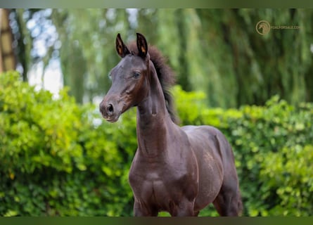 Wild overhandigen noodzaak KWPN Paarden te koop | ehorses.nl