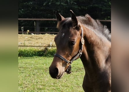 KWPN, Hengst, Fohlen (05/2024), Schwarzbrauner