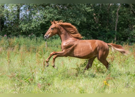 KWPN, Hingst, 1 år, 160 cm, Fux