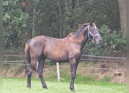 KWPN, Hingst, 1 år, 164 cm, Svart