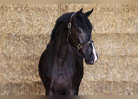 KWPN, Hingst, 2 år, 169 cm, Svart