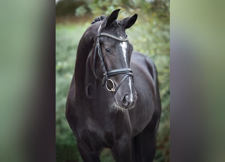 KWPN, Hingst, 2 år, 170 cm, Svart