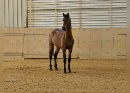 KWPN, Hingst, 3 år, 146 cm, Brun
