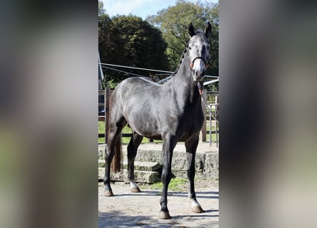 KWPN, Hingst, 3 år, 163 cm, Grå