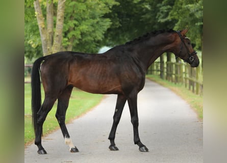 KWPN, Hingst, 3 år, 168 cm, Brun